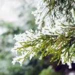 Kış Bahçesi Nedir? Nasıl Yapılır?