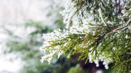 Kış Bah&ccedil;esi Nedir? Nasıl Yapılır?