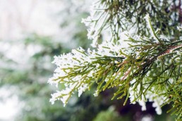 Kış Bahçesi Nedir? Nasıl Yapılır?